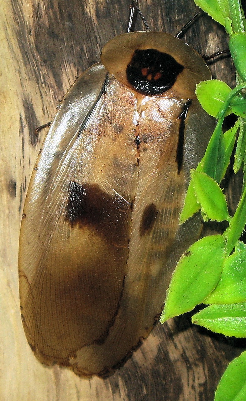 giant brazilian cockroach free photo