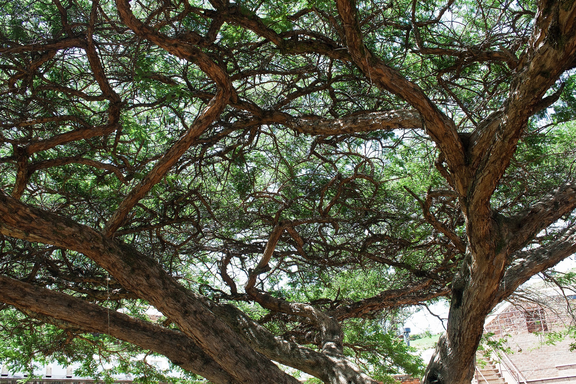 tree,big,old,acacia,fort,giant acacia tree in yard of fort,free pictures, f...