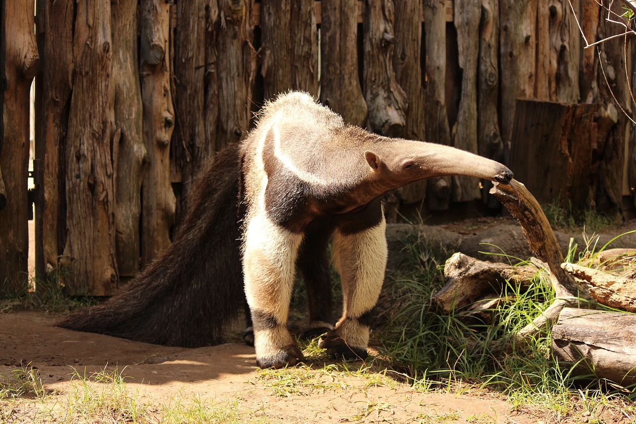 giant anteater  animal  wildlife free photo