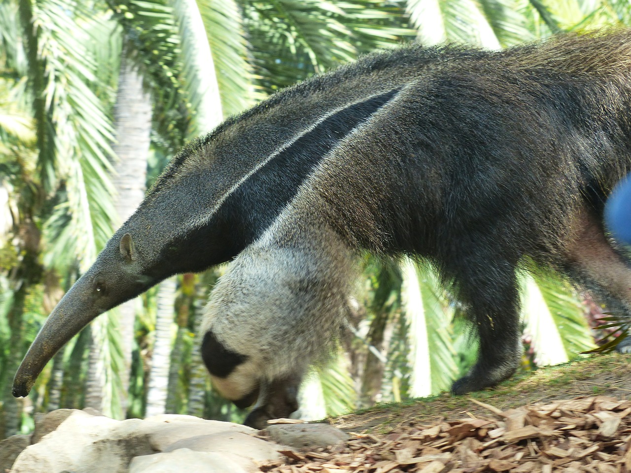 giant anteater animal myrmecophaga tridactyla free photo