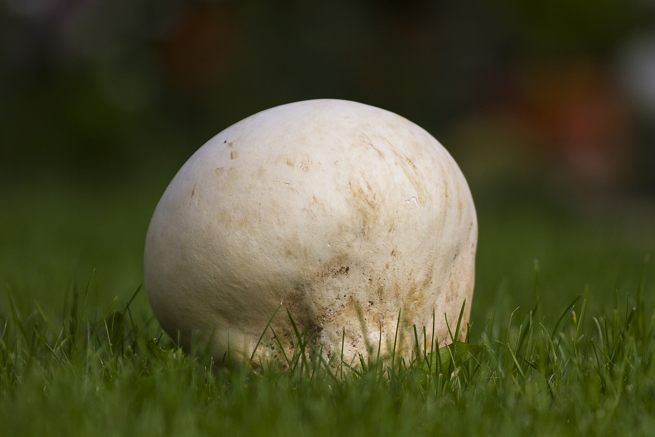 giant bovist mushroom large umbrinum free photo