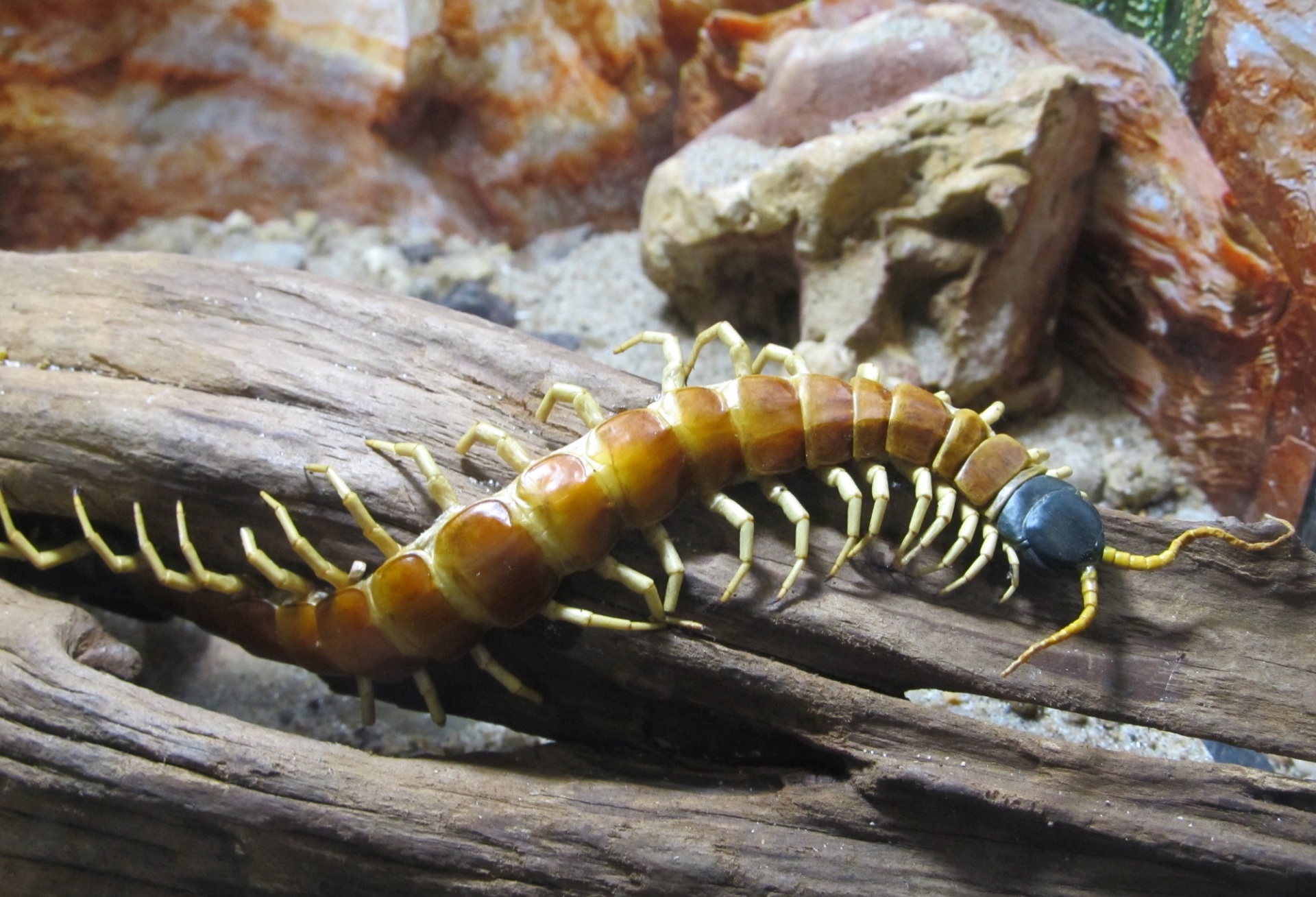 giant centipede peruvian amazonian free photo