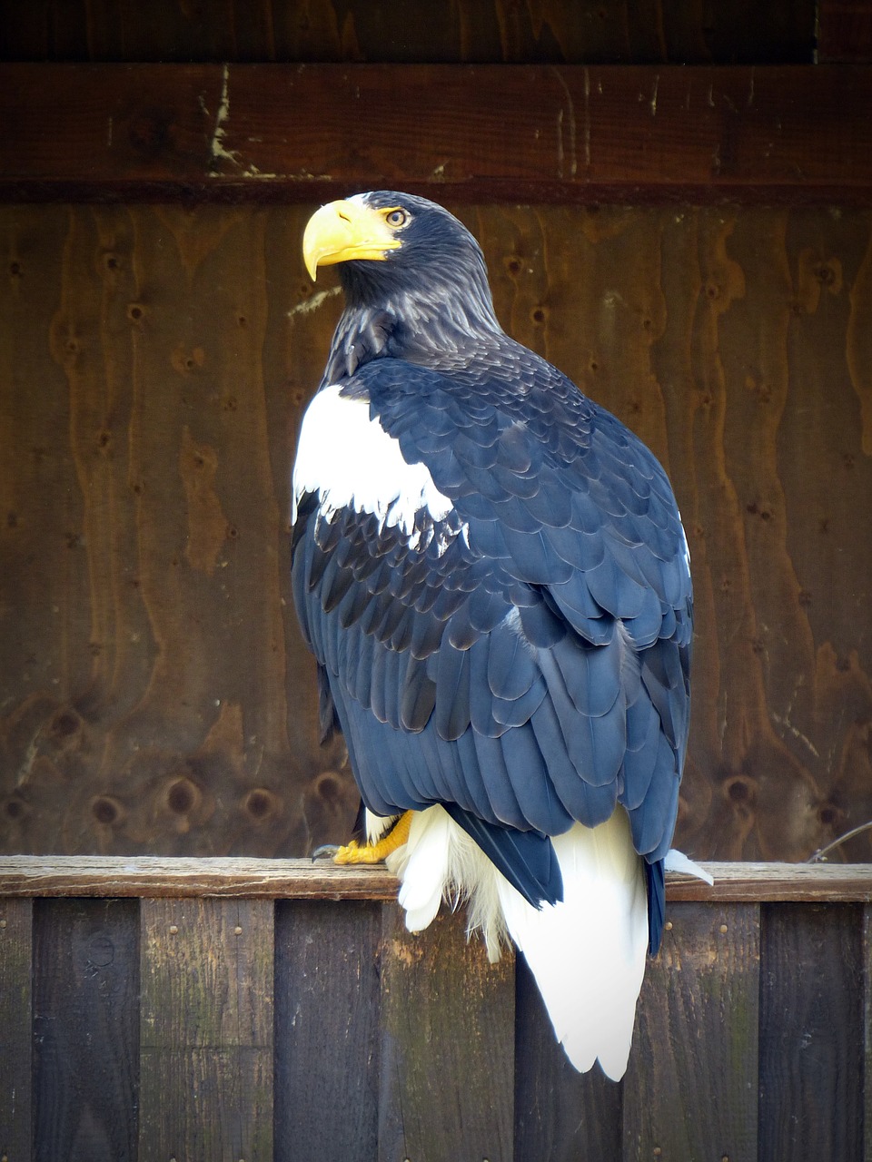 giant eagle adler bird free photo