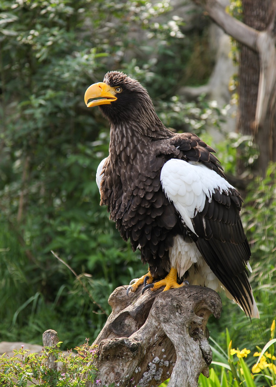 giant eagle adler bird free photo