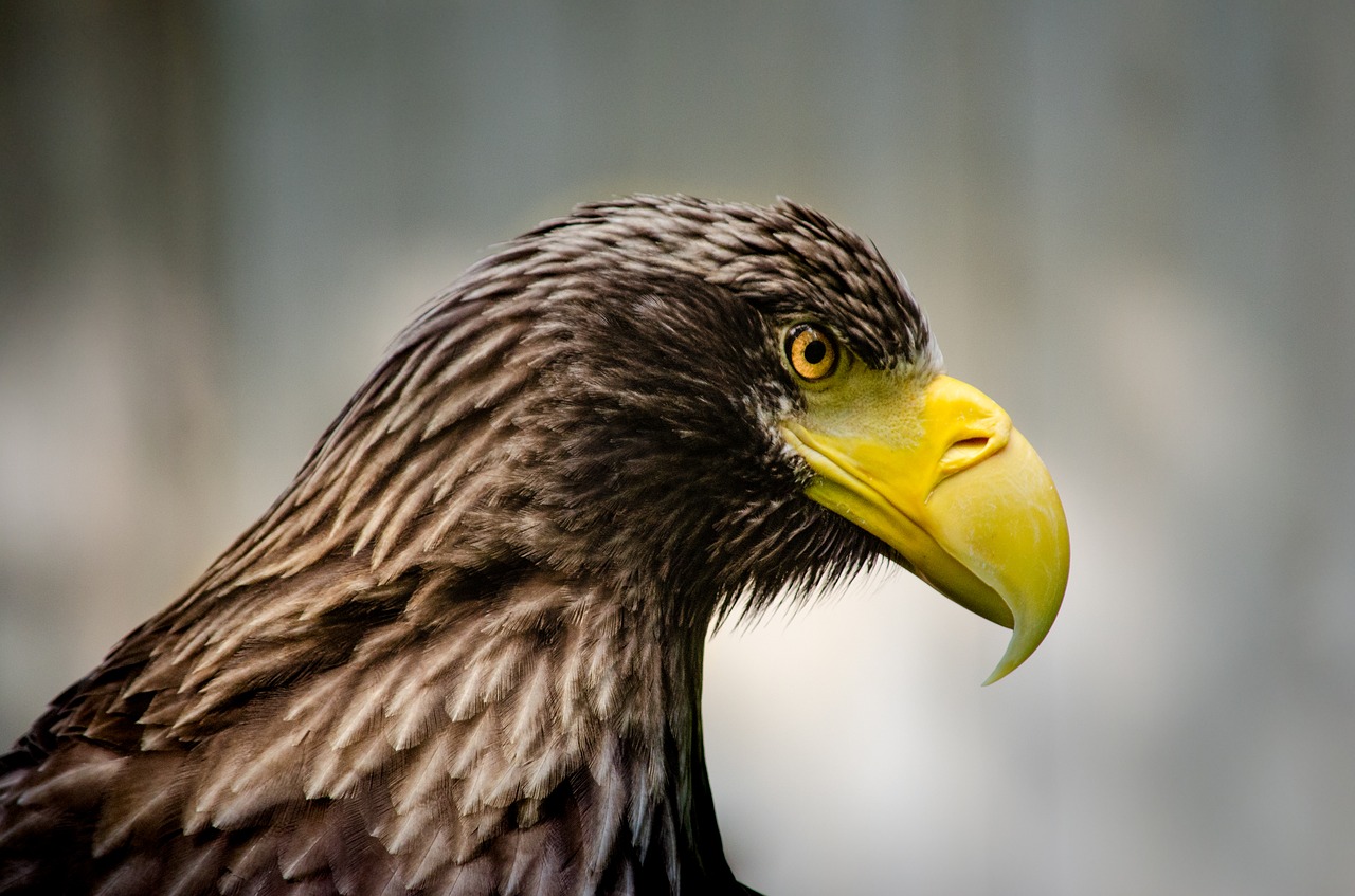giant eagle  bird  adler free photo