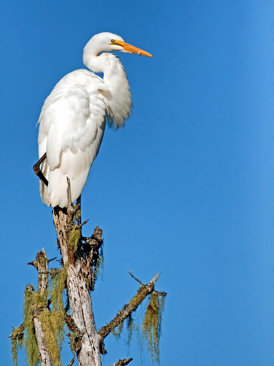giant egret bird wildlife free photo