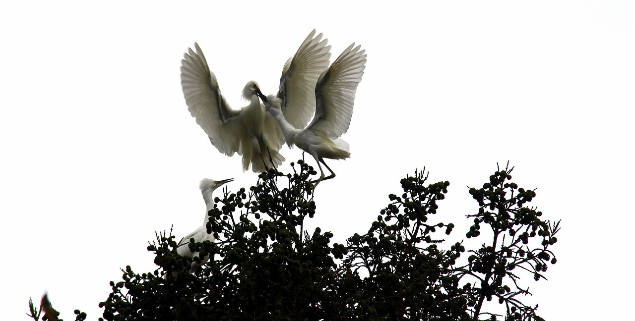 giant egret bird egret free photo