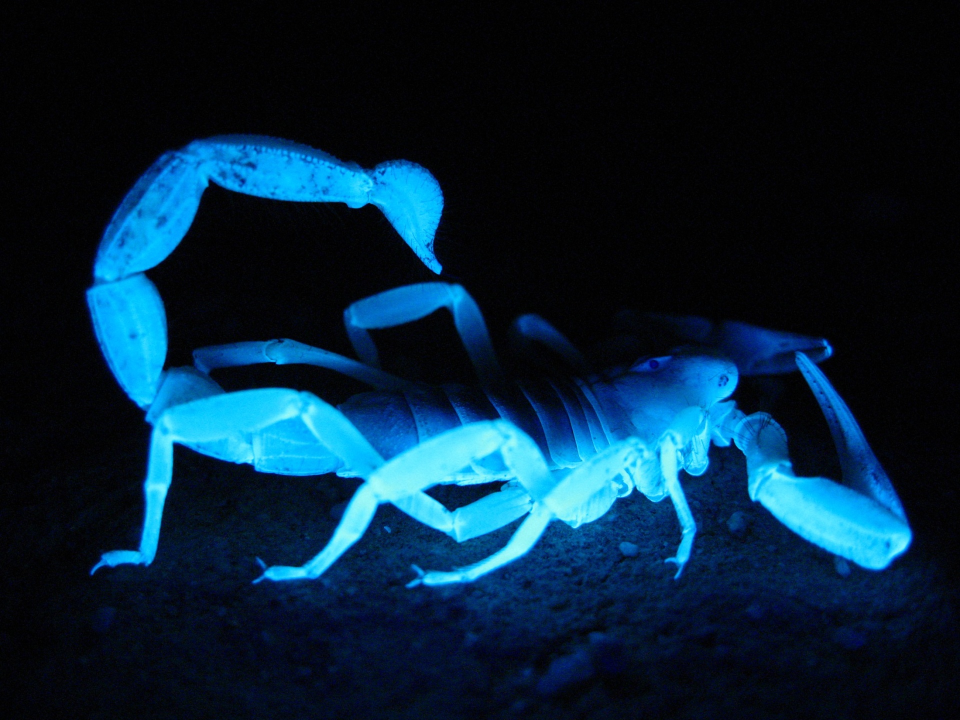 giant hairy scorpion fluorescent glowing free photo