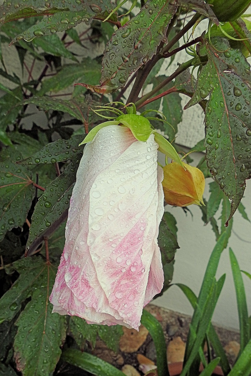 giant hibiscus raindrop hibiscus free photo
