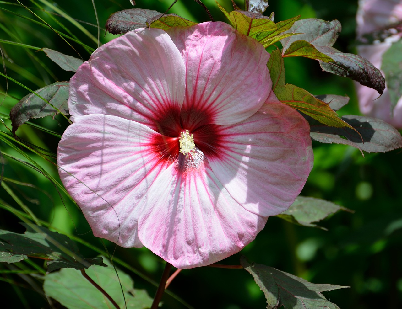 giant hibiscus hibiscus flower floral free photo