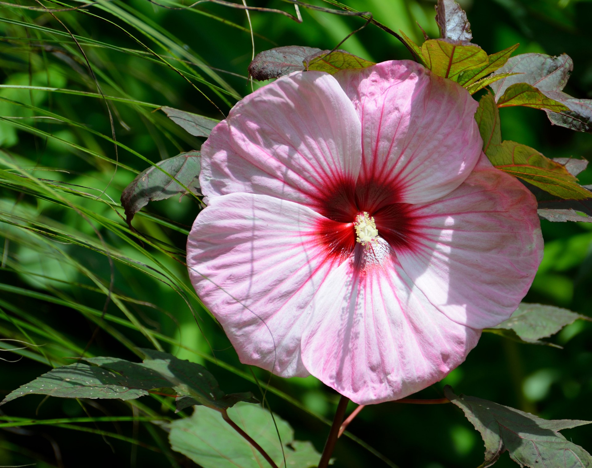 giant hibiscus flower plant free photo