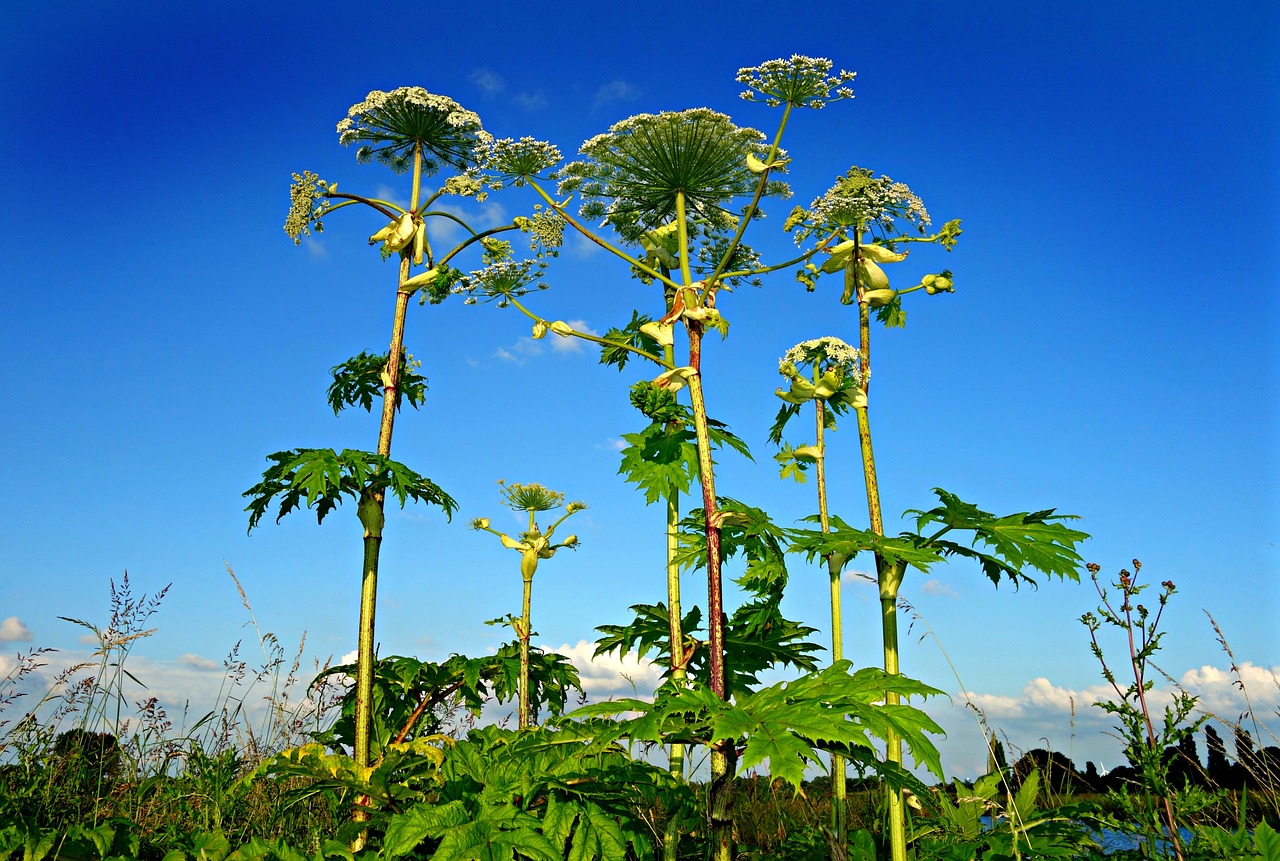 giant hogweed plant heracleum free photo