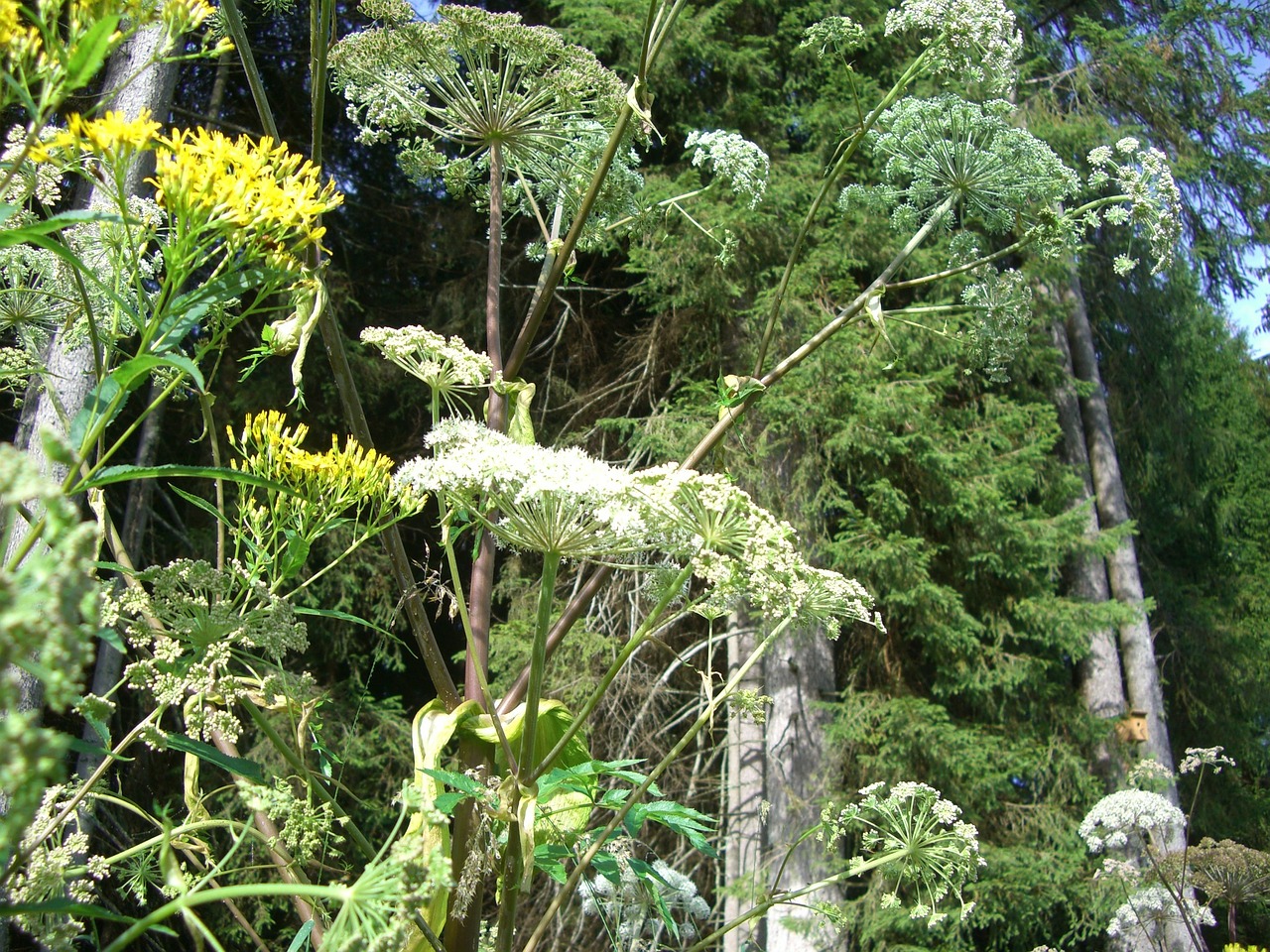 giant hogweed doldengewaechs hogweed free photo