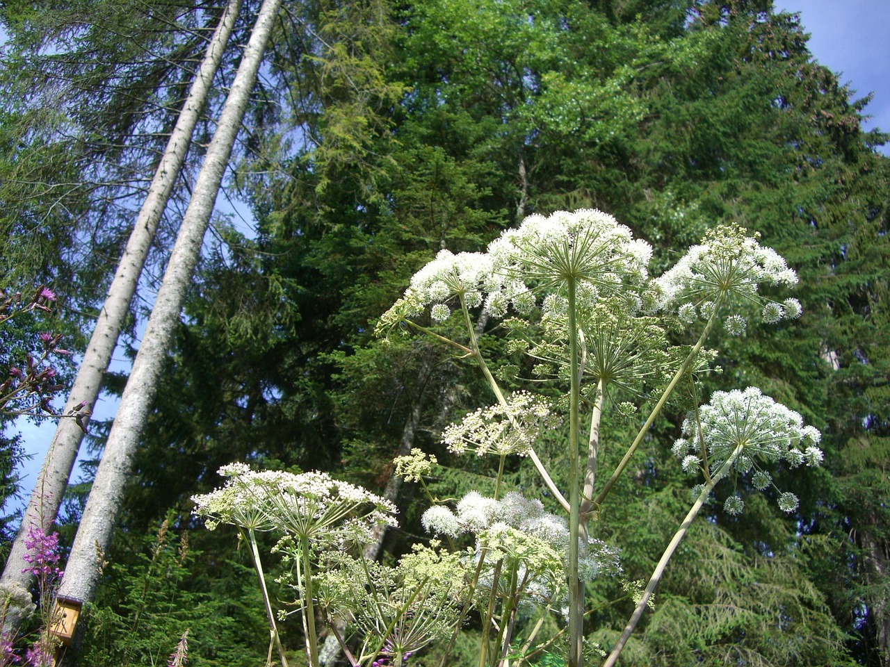 giant hogweed hogweed plant free photo