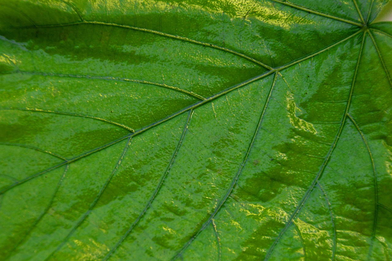 giant leaf leaves green free photo