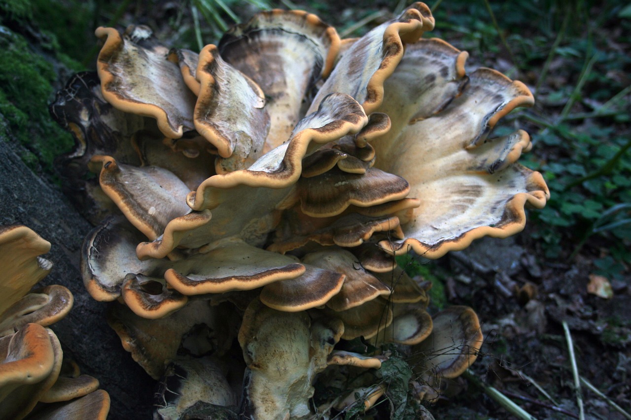 giant lingzhi mushroom tree fungus free photo