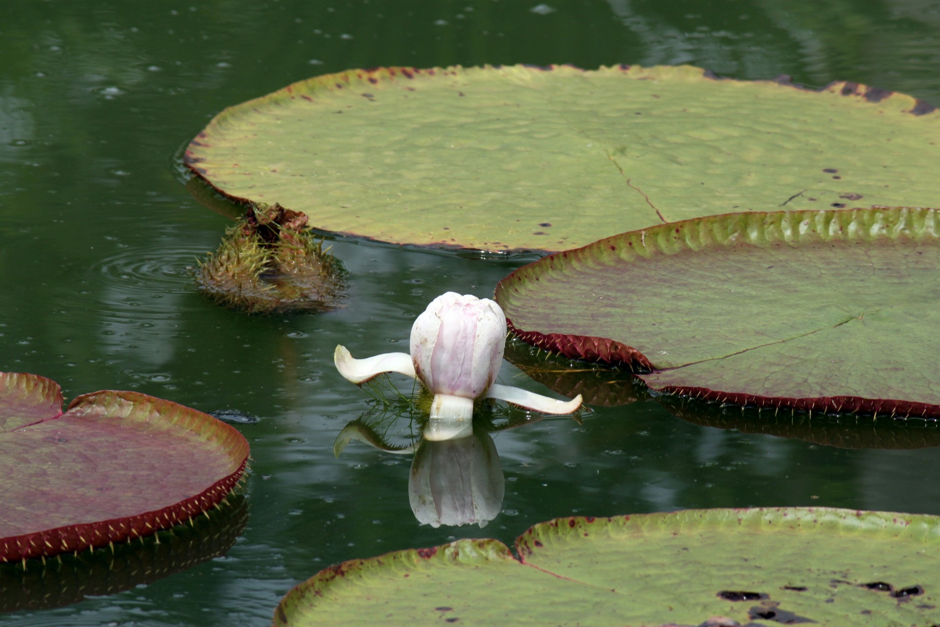 giant lotus leave free photo