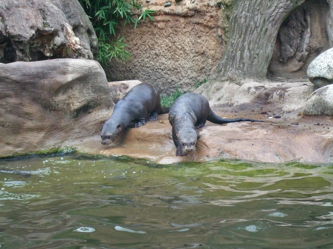 giant otter zoo duisburg free photo