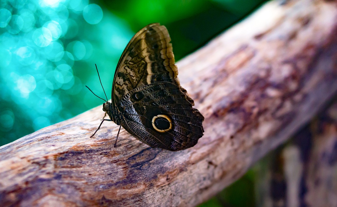 giant owl butterfly butterfly insect free photo