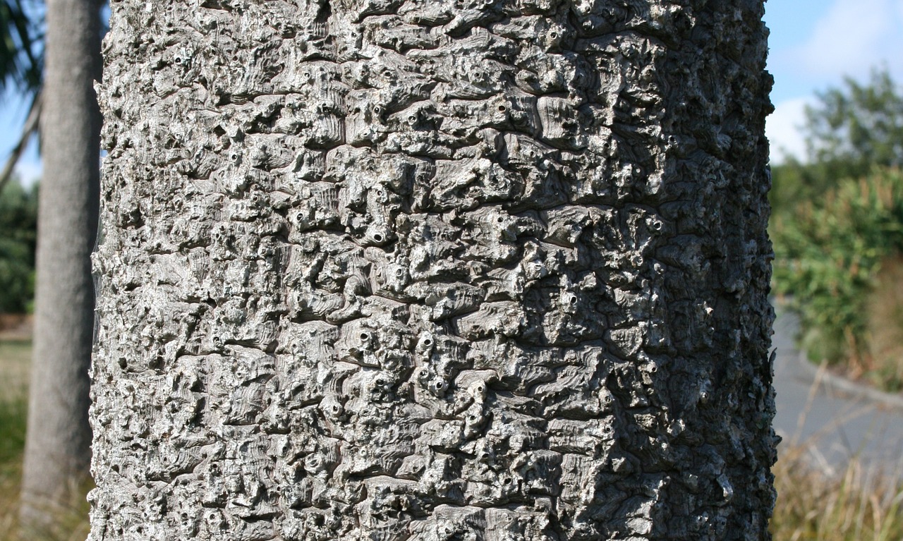 giant palm trunk bark free photo