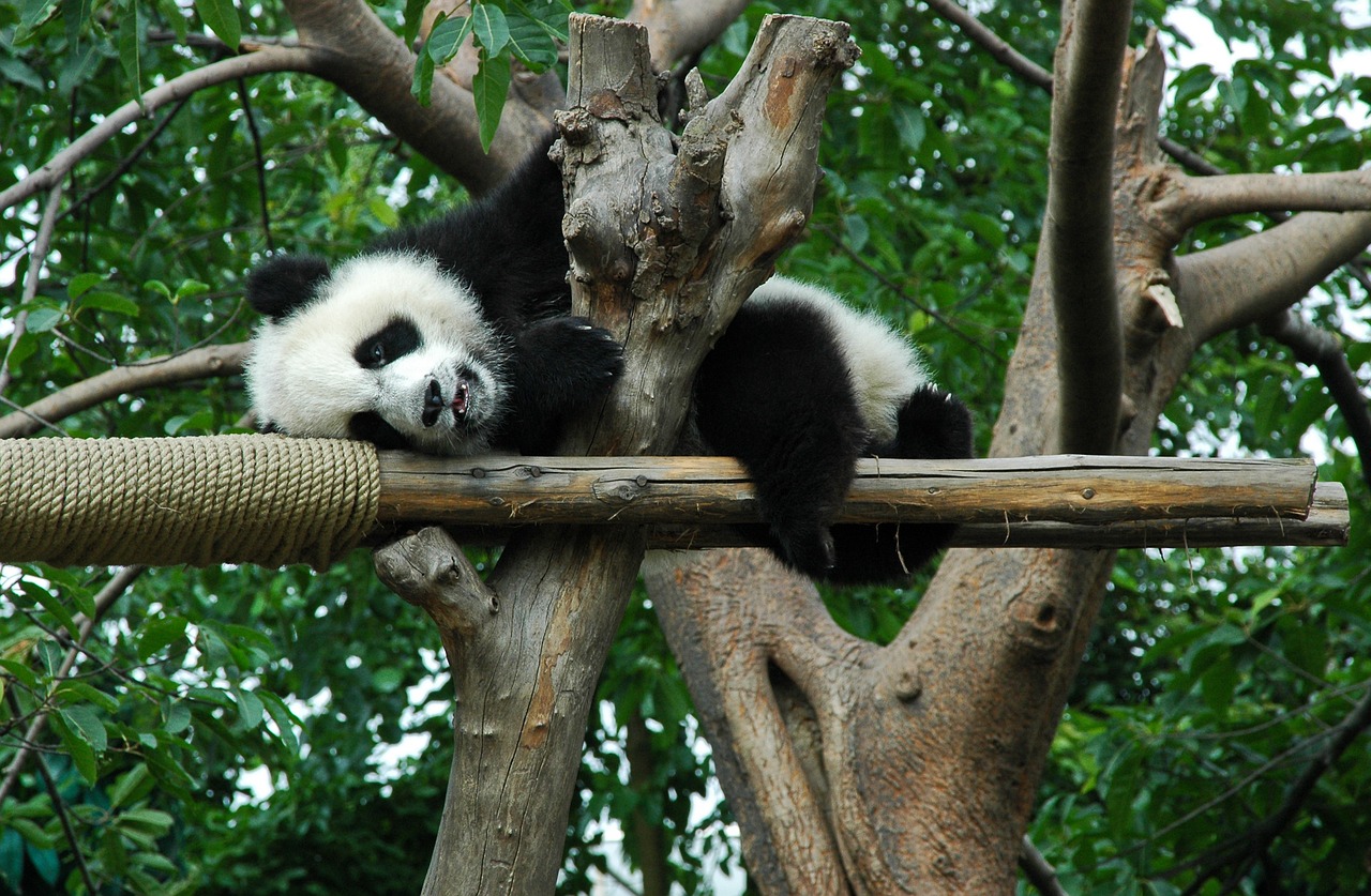 giant panda young animal free photo