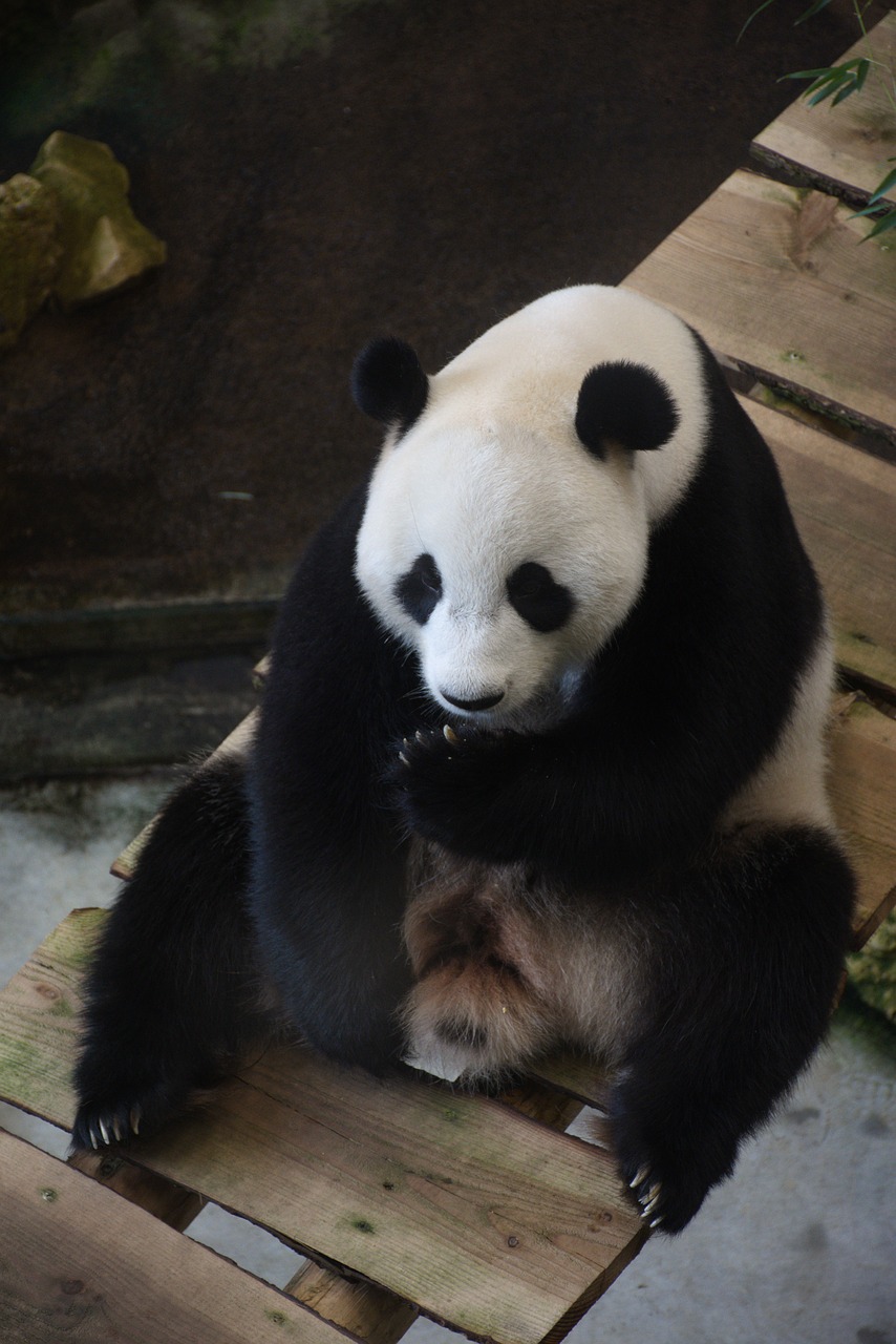 giant panda  ouwehands dierenpark  mammal free photo