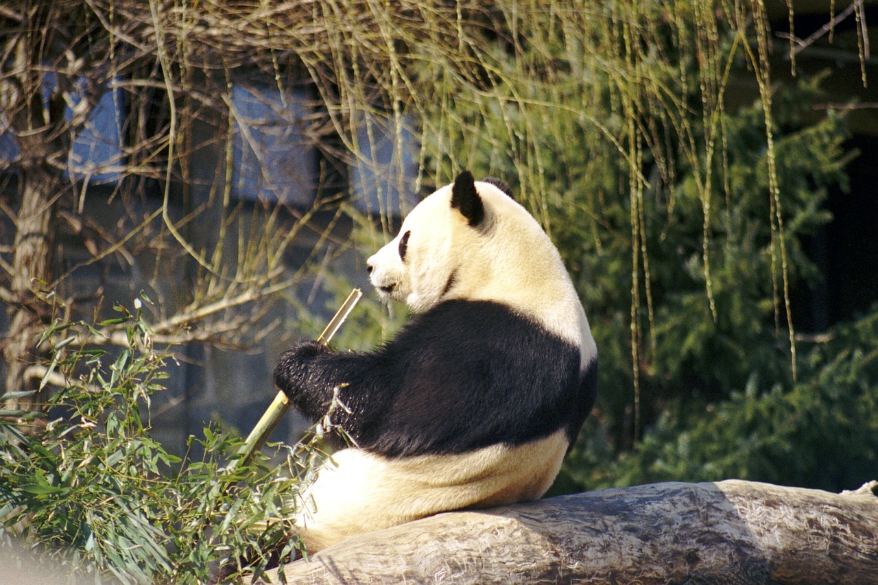 giant panda bear white free photo