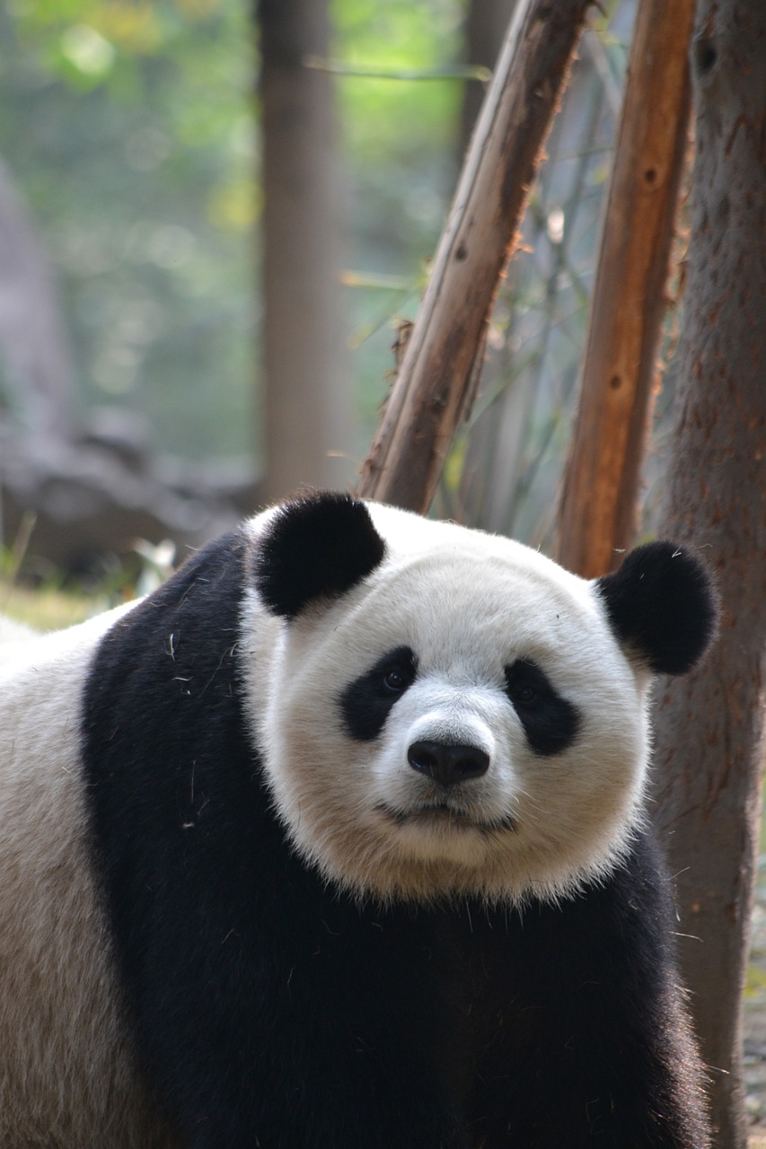 giant panda chengdu china free photo