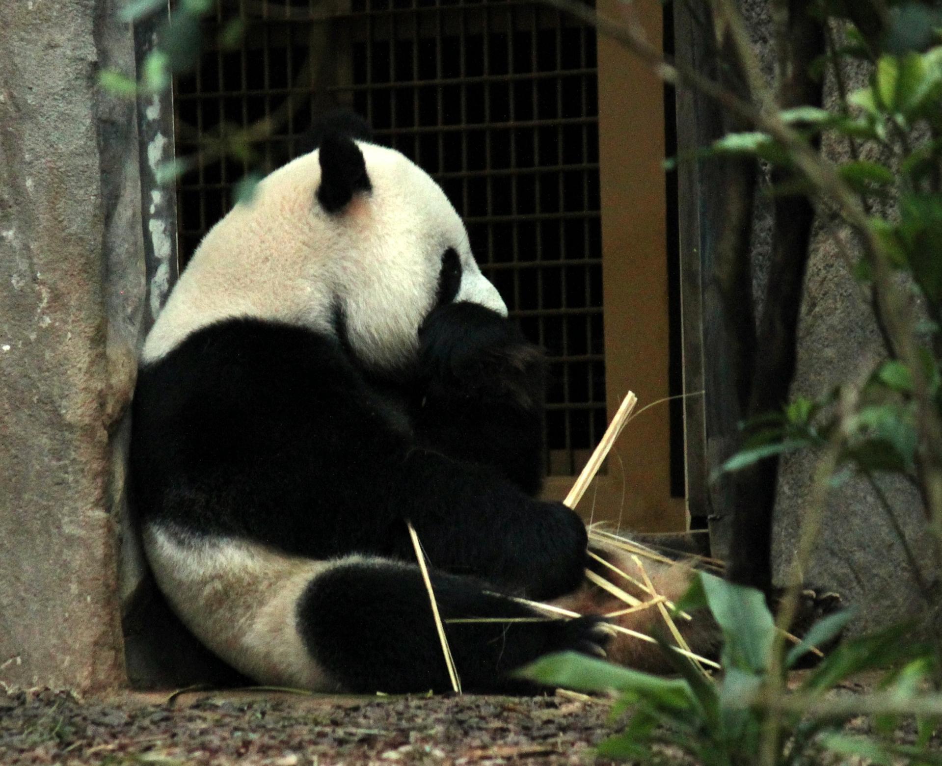 giant panda sitting free photo