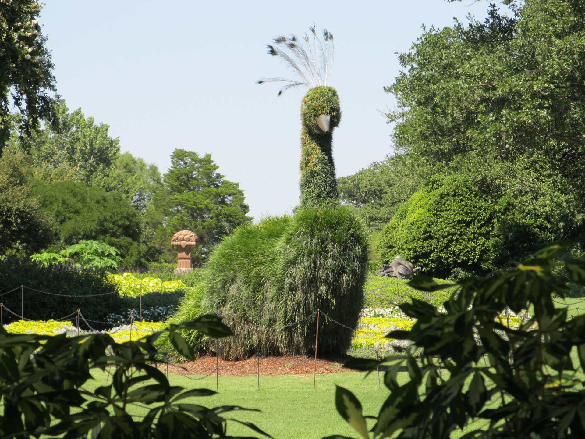 topiary peacock garden free photo