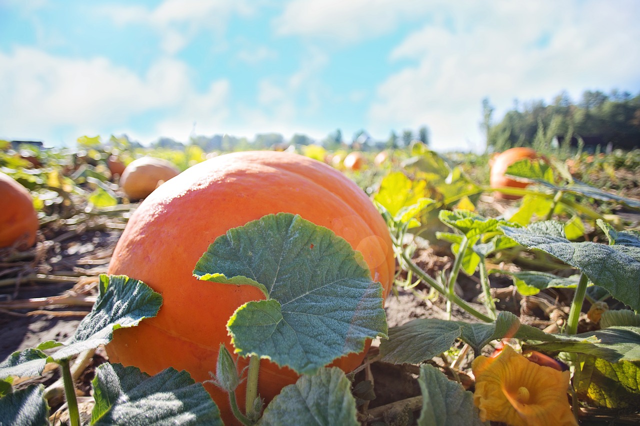 giant pumpkins pumpkins autumn free photo