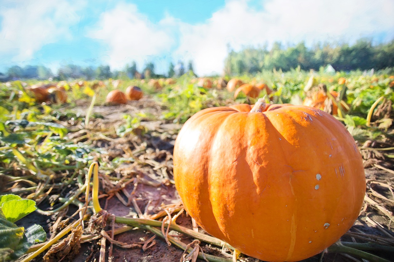 giant pumpkins pumpkins autumn free photo