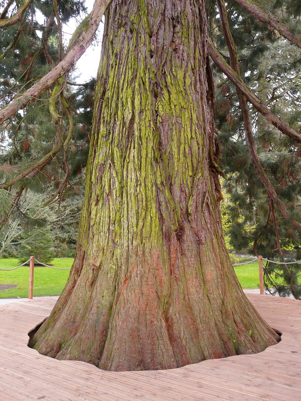 giant redwood sequoiadendron giganteum tree free photo