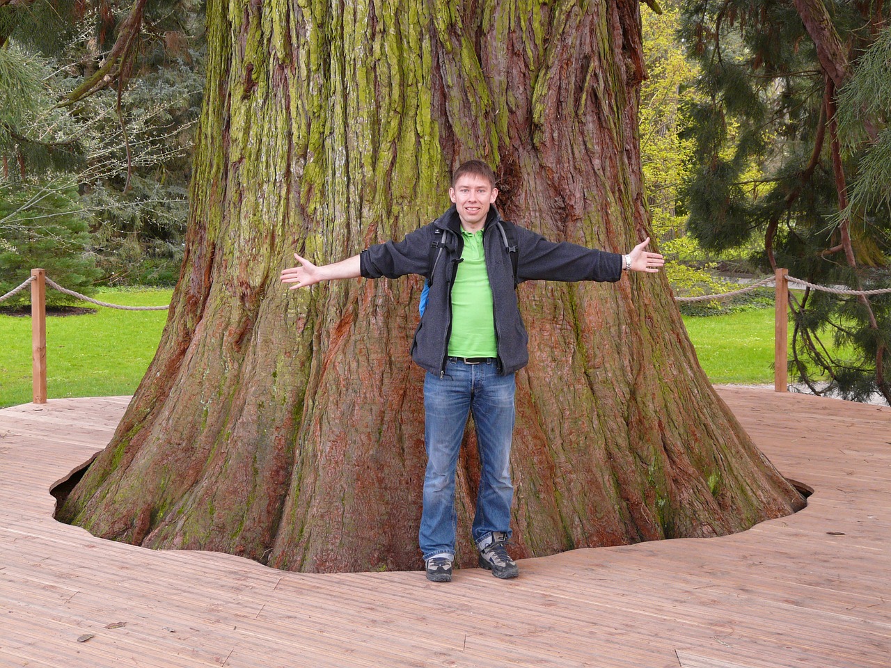 giant redwood sequoiadendron giganteum tree free photo