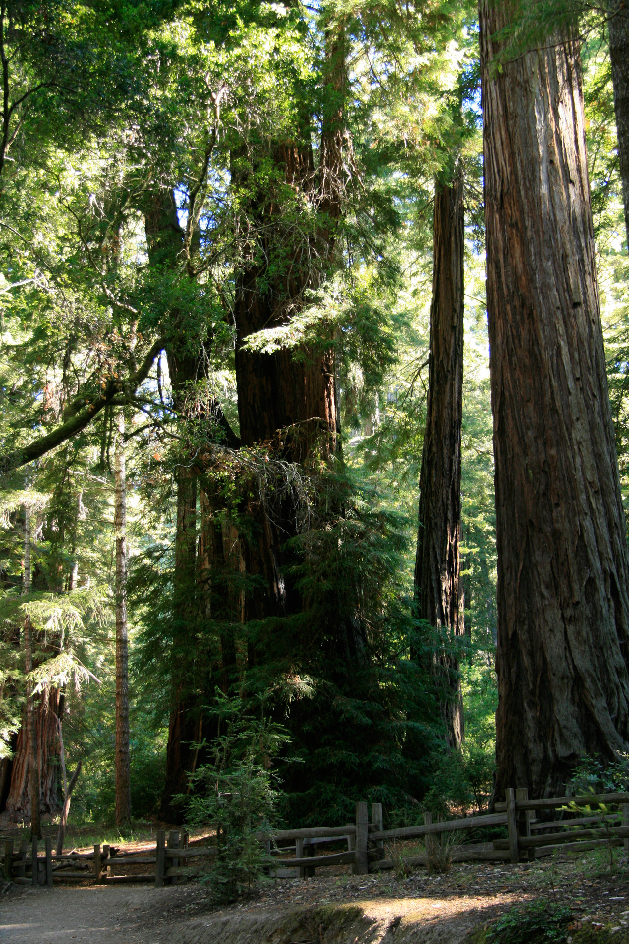 giant redwood trees free photo