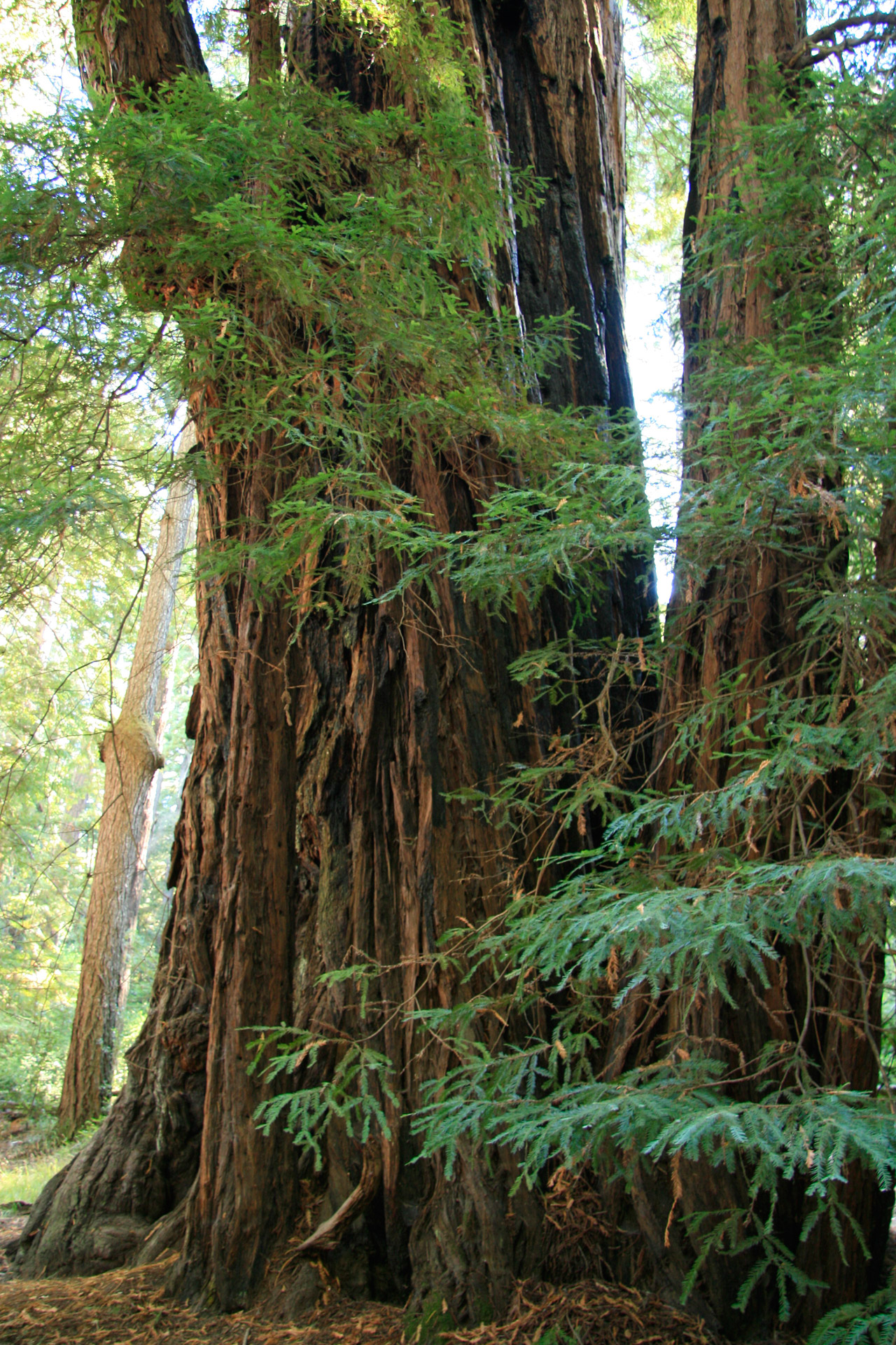 giant redwood trees free photo