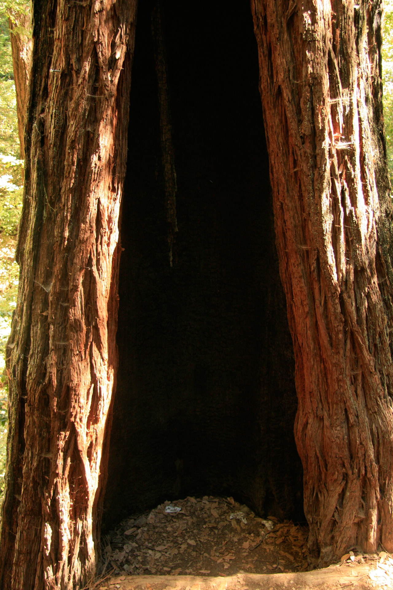 giant redwood trees free photo