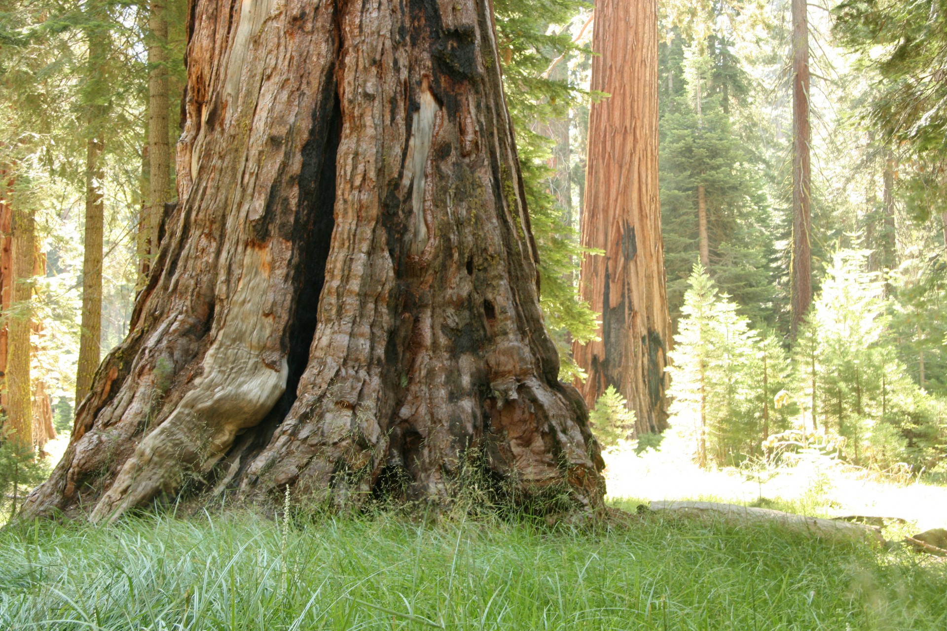 giant redwood trees free photo