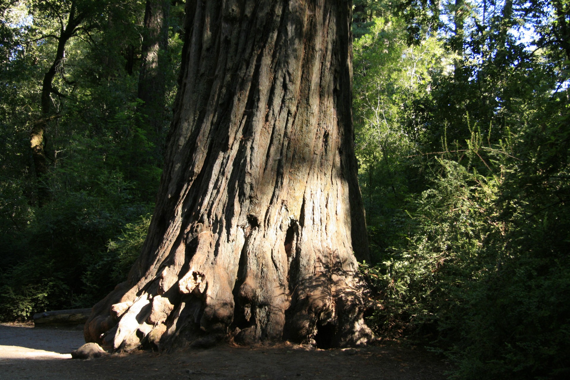 giant redwood trees free photo