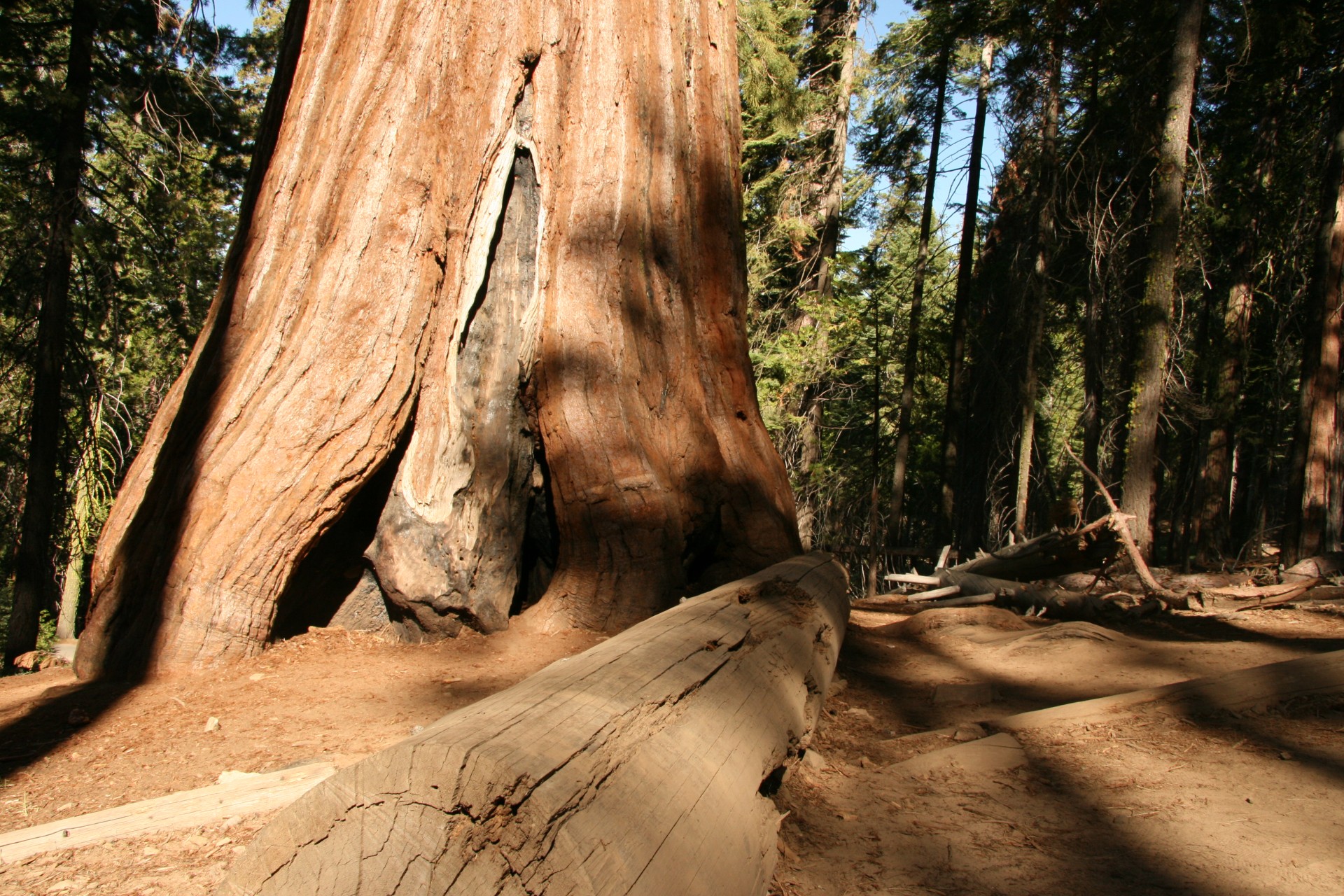 giant redwood trees free photo