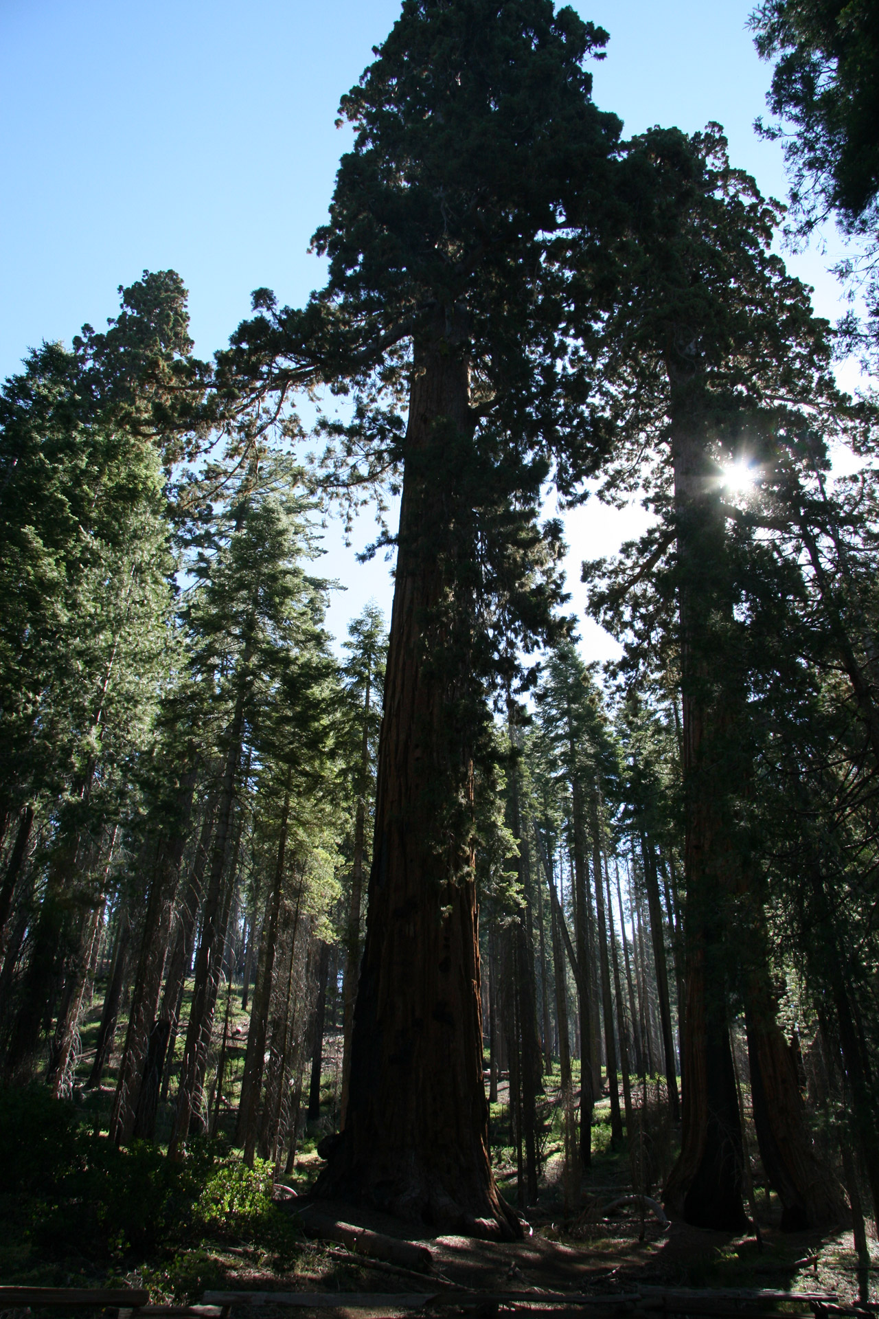 giant redwood trees free photo