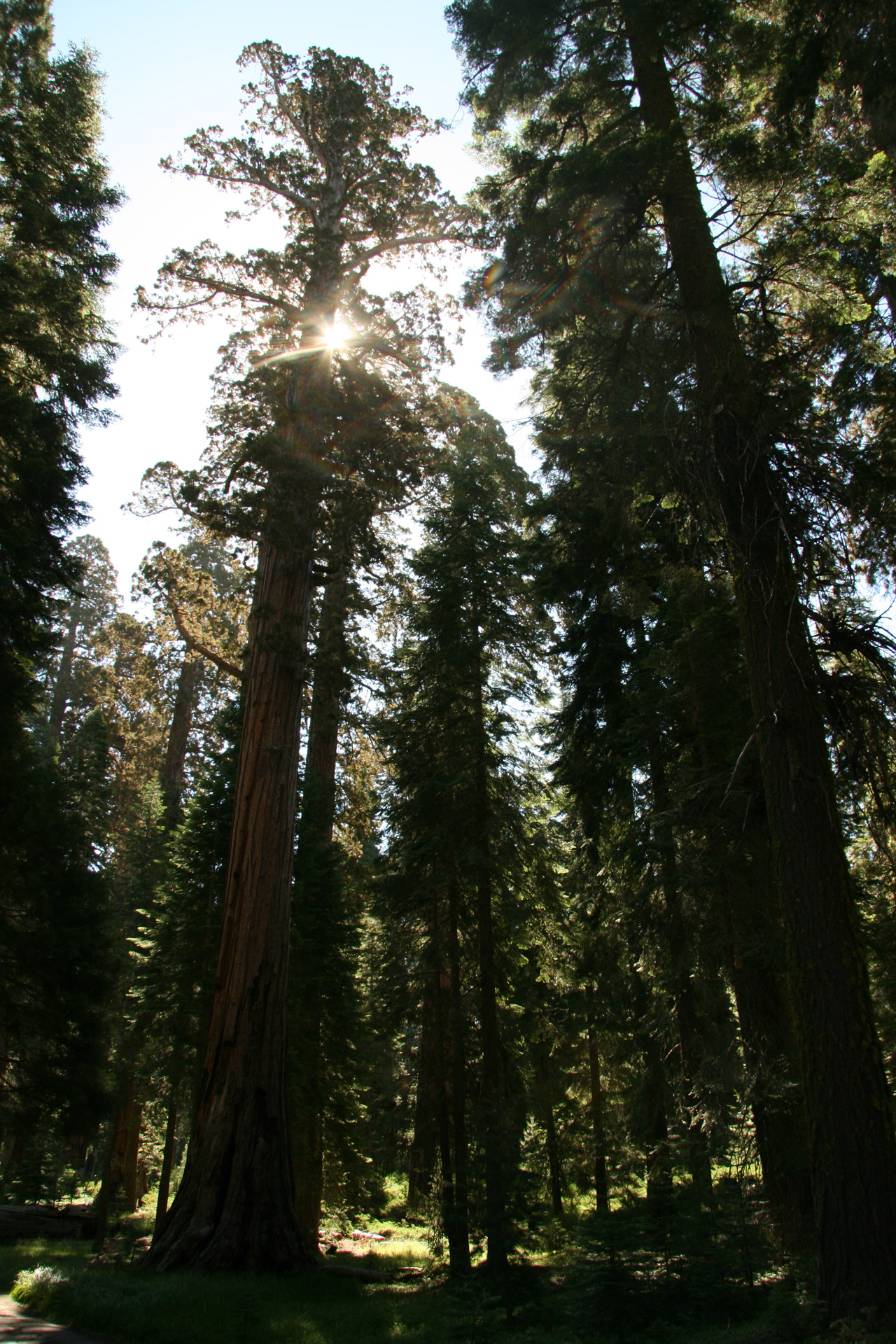 giant redwood trees free photo