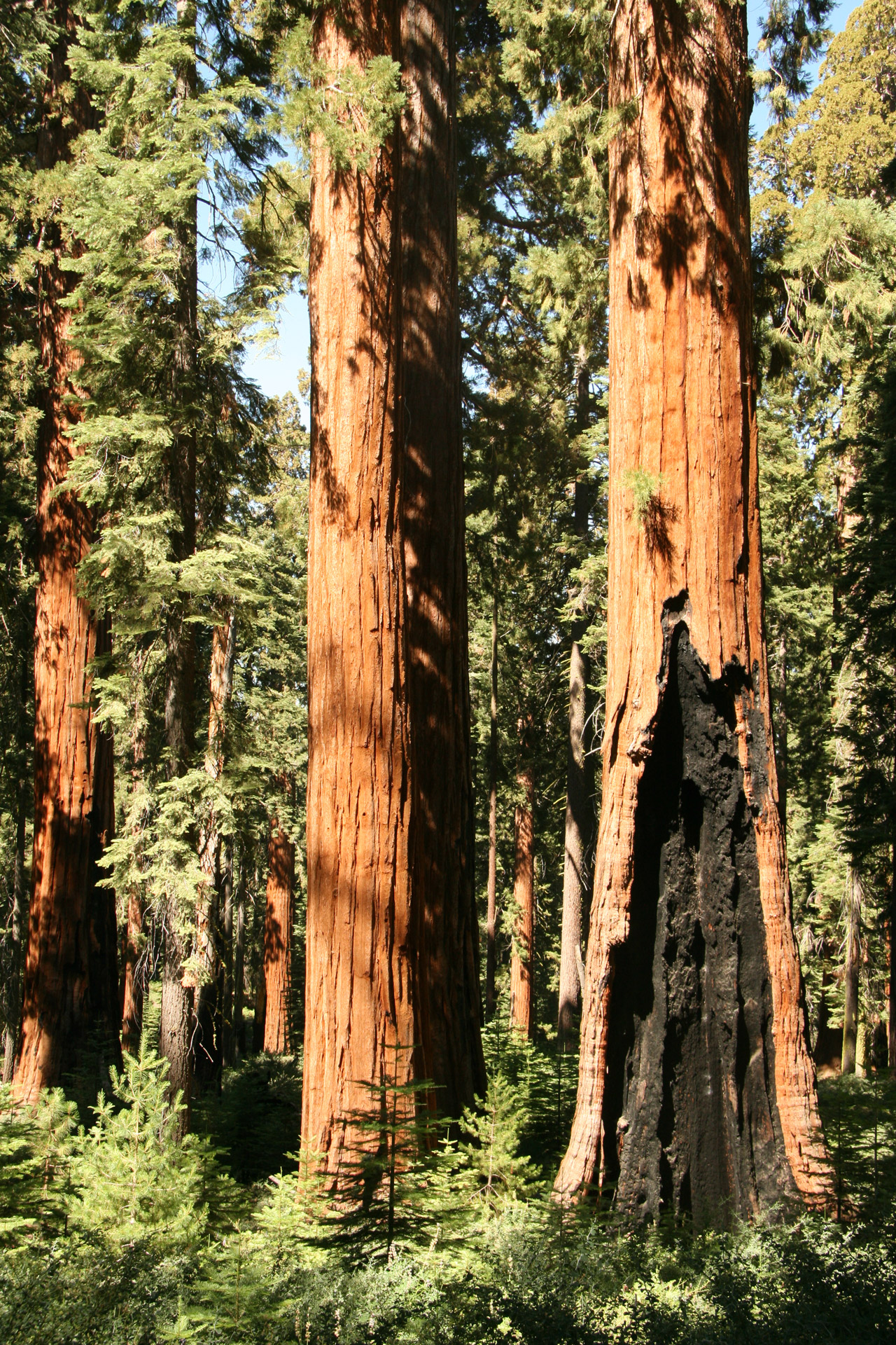 giant redwood trees free photo