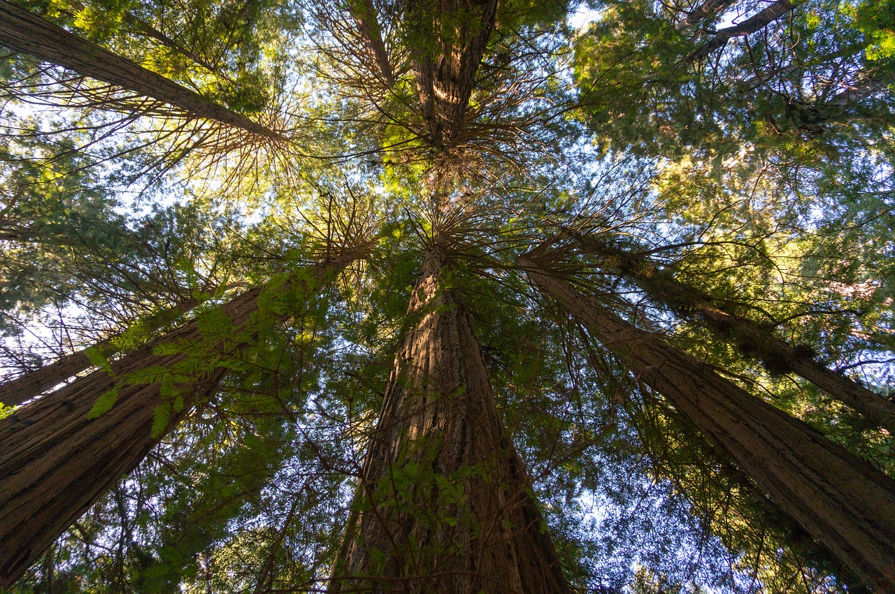 giant redwoods  san francisco  california free photo