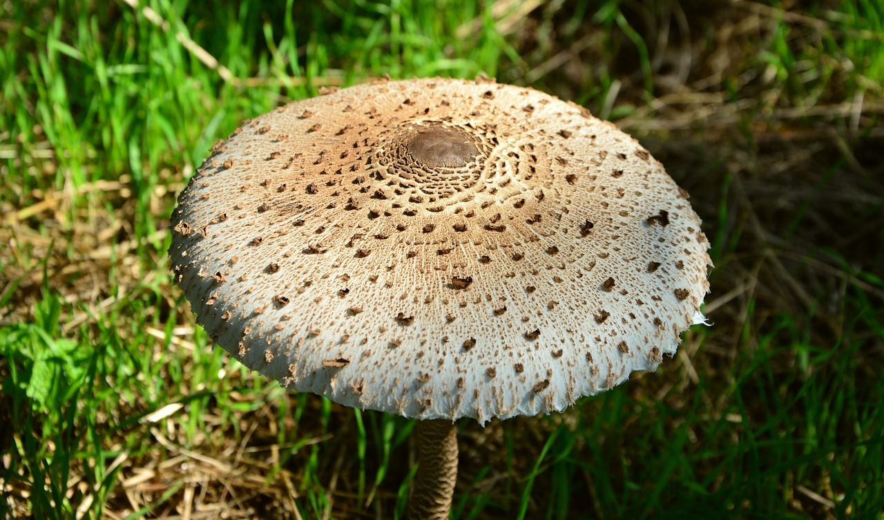 giant schirmling macrolepiota mushroom free photo