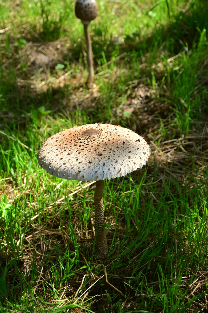 giant schirmling macrolepiota mushroom free photo