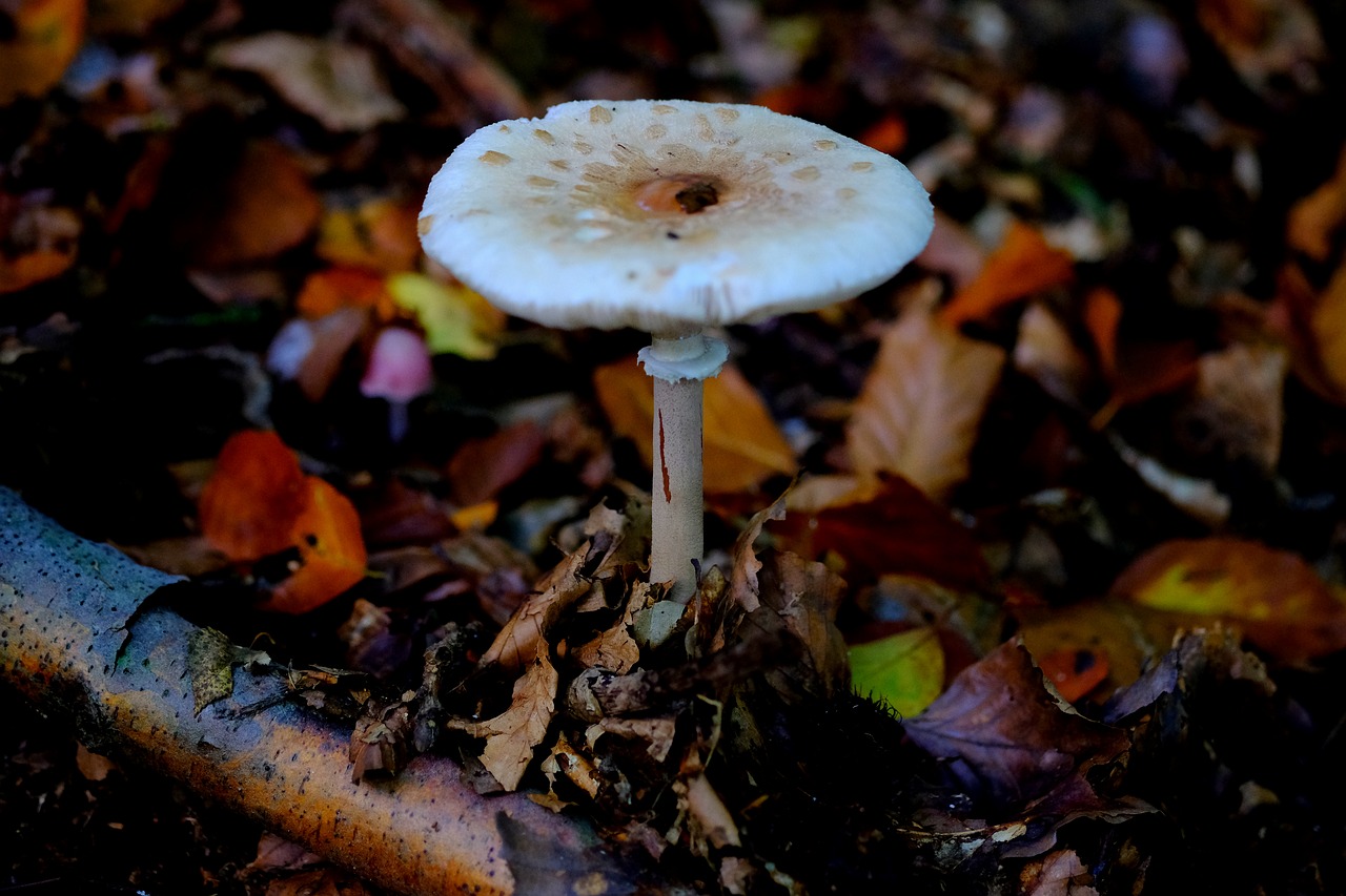 giant schirmling mushroom boletes free photo