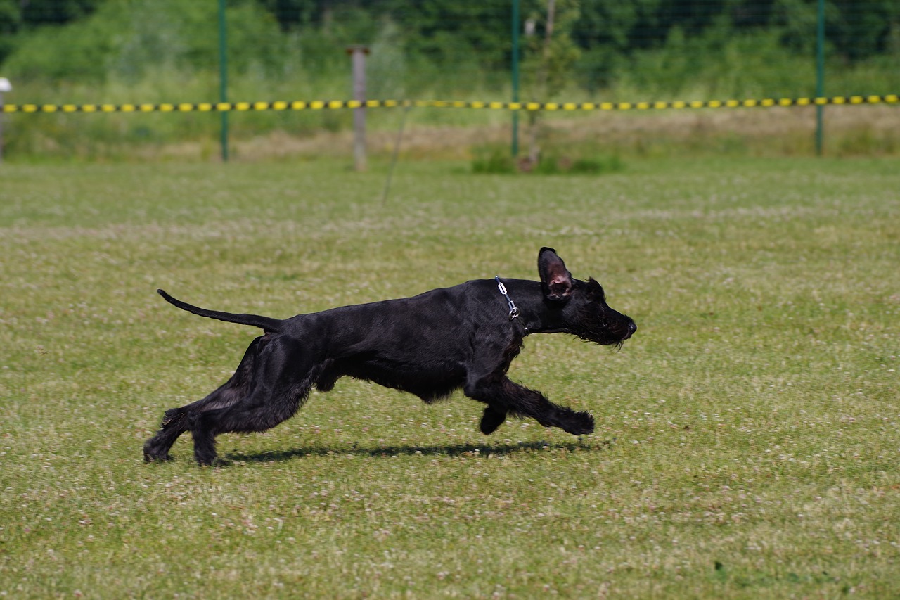 giant schnauzer running dog free photo