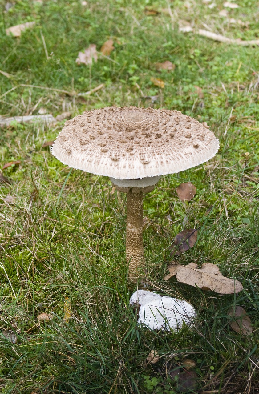 giant screen fungus mushrooms forest free photo