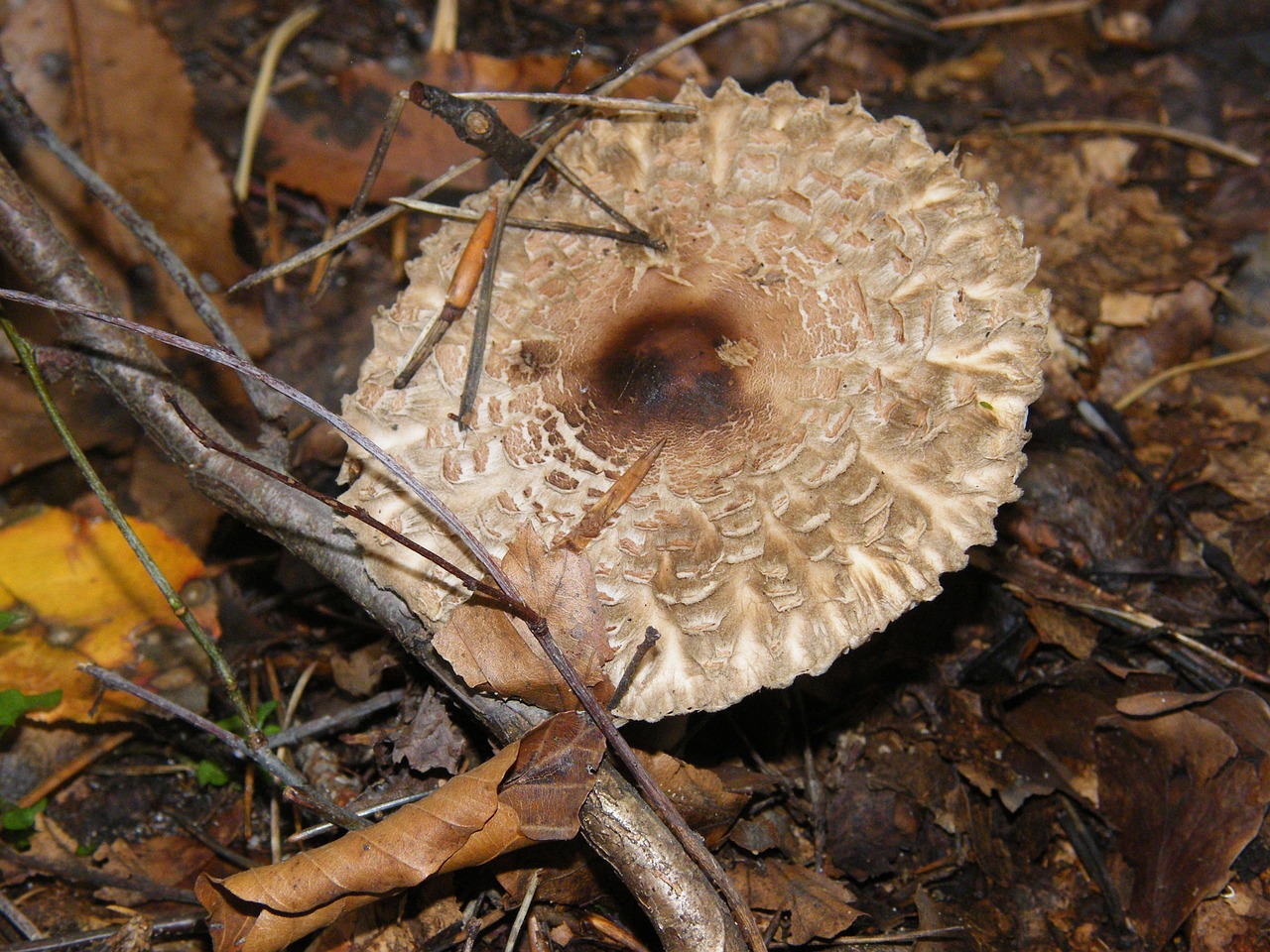 giant screen fungus drum mallets mushrooms free photo